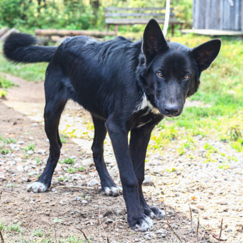 Nordic Wolfdogs Beni