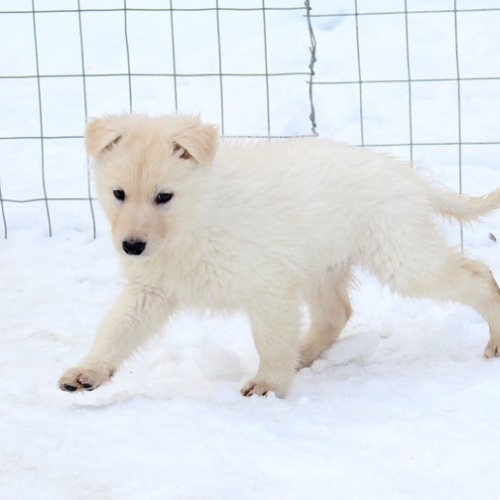 Nordic Wolfdogs Born To Be Wild