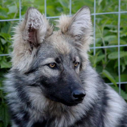 Nordic Wolfdogs Breath Taker