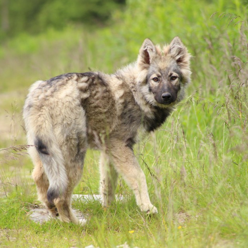 Nordic Wolfdogs Bulls Eye