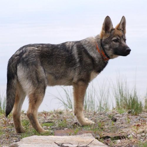 Nordic Wolfdogs C’est La Vie