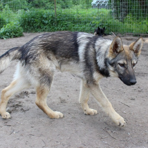 Nordic Wolfdogs Canis Majoris