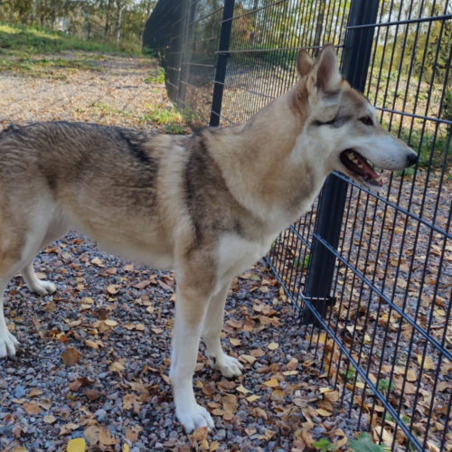 Nordic Wolfdogs Celebi