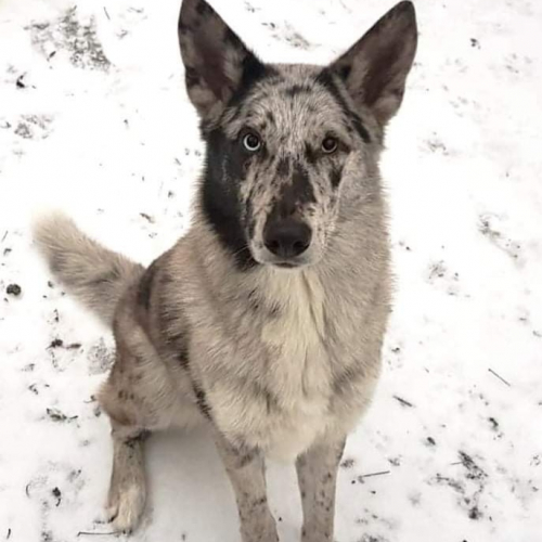 Nordic Wolfdogs Celesteela