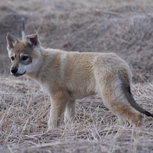 Nordic Wolfdogs Celtic Twilight