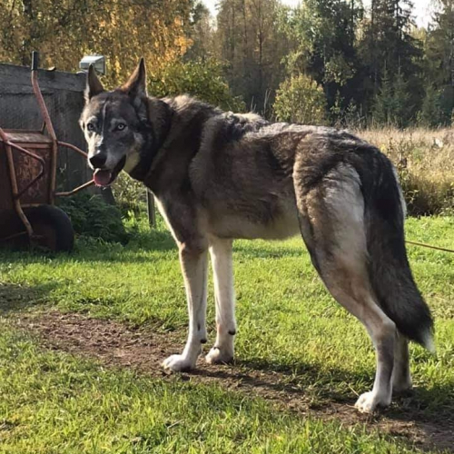 Nordic Wolfdogs Chansey