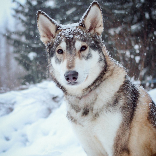 Nordic Wolfdogs Charizard