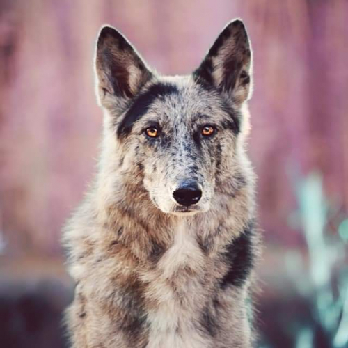 Nordic Wolfdogs Cleffa