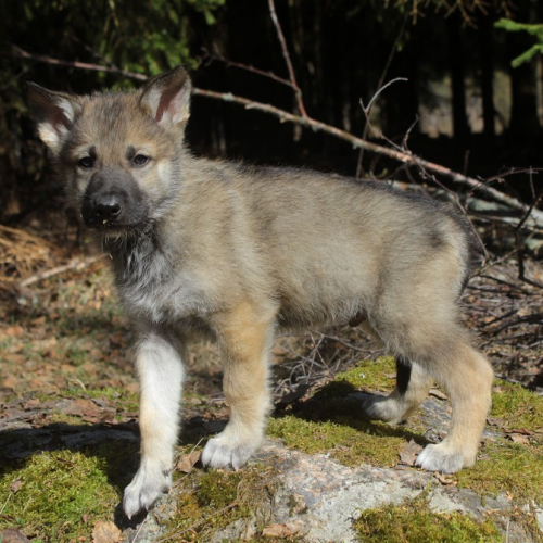 Nordic Wolfdogs Cloyster