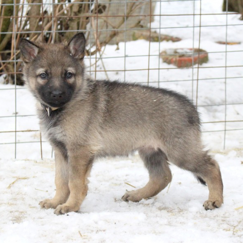 Nordic Wolfdogs Come On