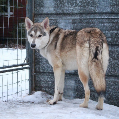 Nordic Wolfdogs Corona