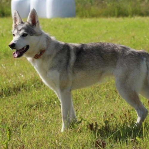 Nordic Wolfdogs Cosa Nostra