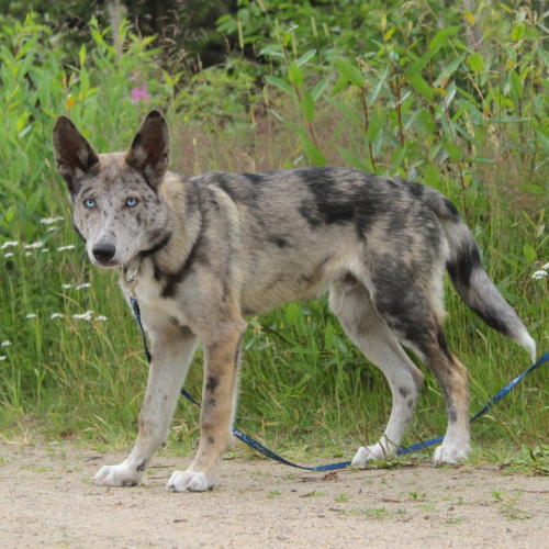 Nordic Wolfdogs Cubone