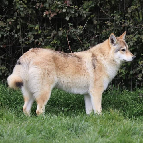 Nordic Wolfdogs Delphox