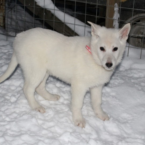 Nordic Wolfdogs Diesel