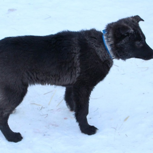 Nordic Wolfdogs Dynamite