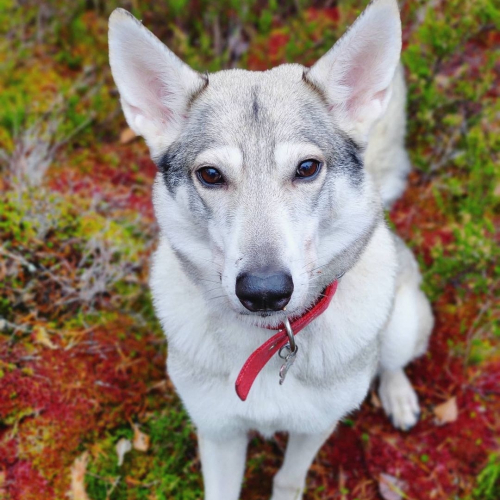 Nordic Wolfdogs Dynamo