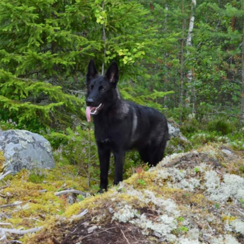 Nordic Wolfdogs E-type