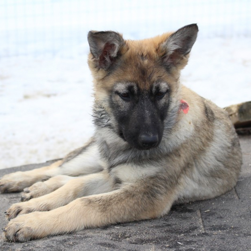 Nordic Wolfdogs Felicia