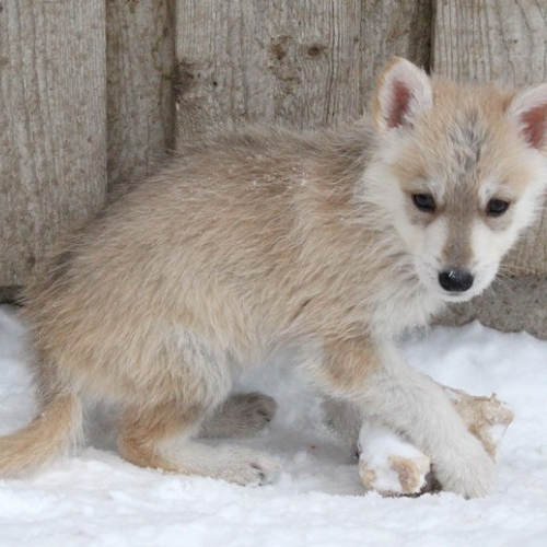 Nordic Wolfdogs Finlandia