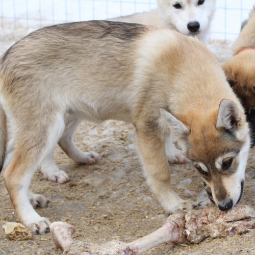 Nordic Wolfdogs Fiona