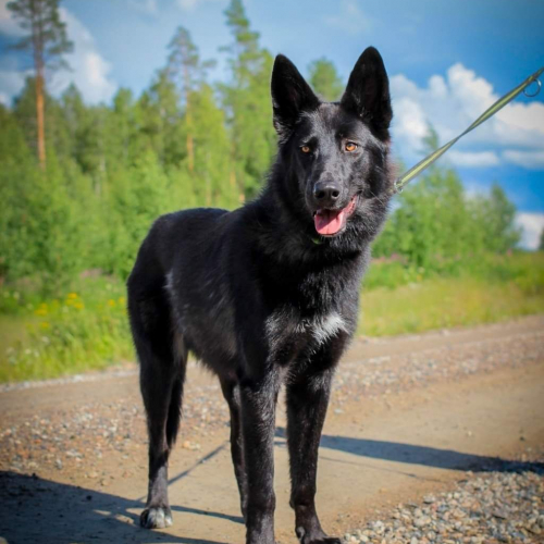 Nordic Wolfdogs Flabébé