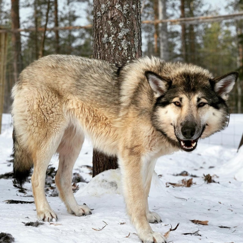 Nordic Wolfdogs Flareon