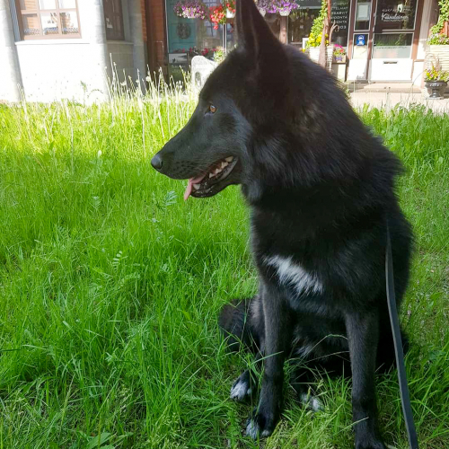 Nordic Wolfdogs Floette