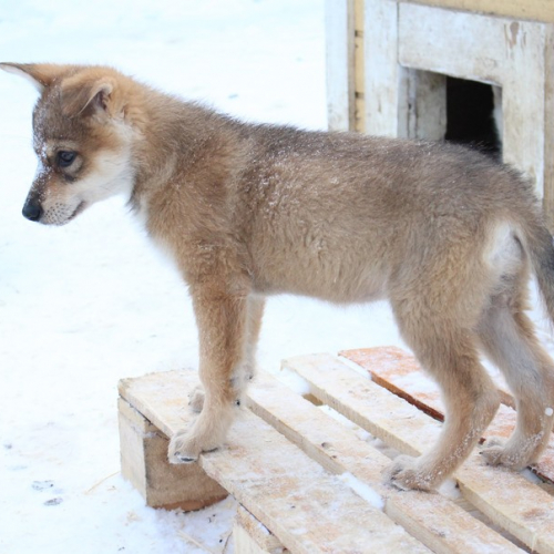 Nordic Wolfdogs Frida