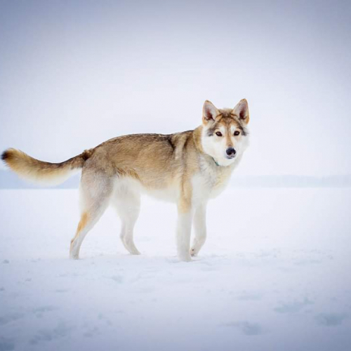 Nordic Wolfdogs Fuji