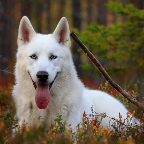 Nordic Wolfdogs Genesect