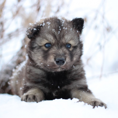 Nordic Wolfdogs Groudon