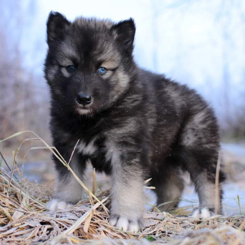 Nordic Wolfdogs Gyarados