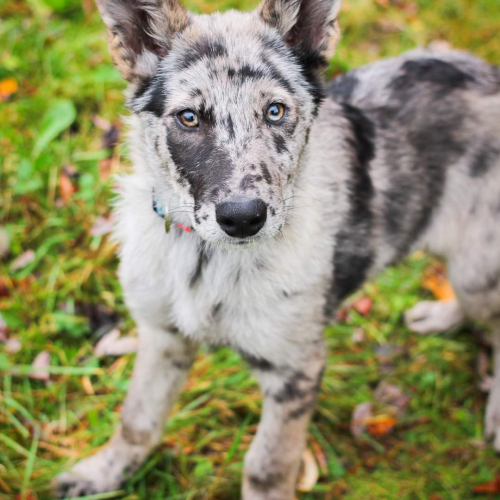 Nordic Wolfdogs Happiny