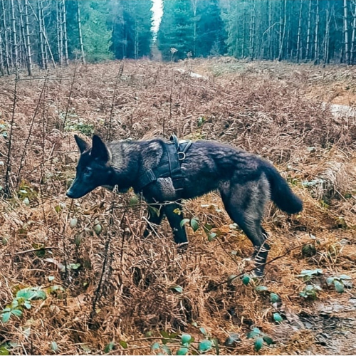 Nordic Wolfdogs Hatenna