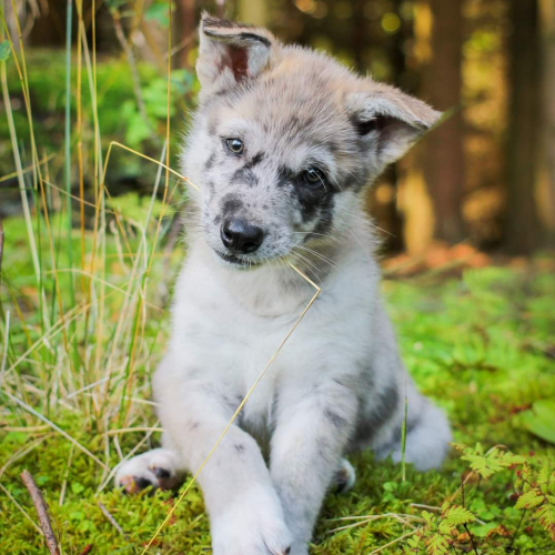 Nordic Wolfdogs Heatran