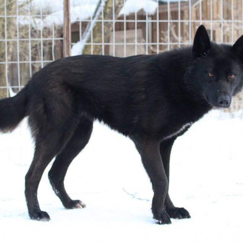 Nordic Wolfdogs Hold Me Tight