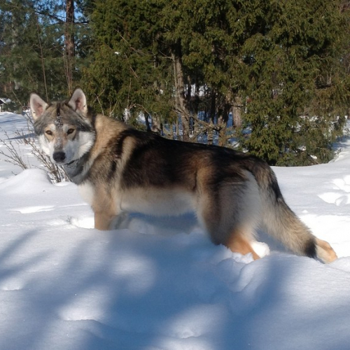 Nordic Wolfdogs Hukka