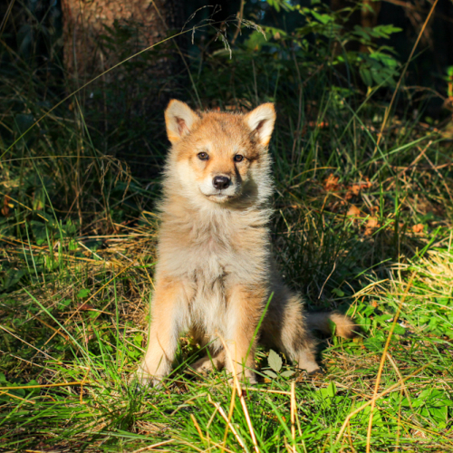 Nordic Wolfdogs Igglybuff