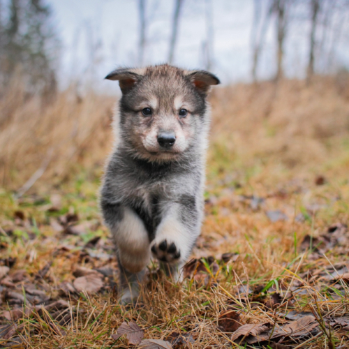 Nordic Wolfdogs Jangmo-o