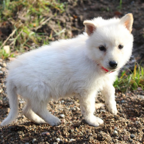 Nordic Wolfdogs Jelena