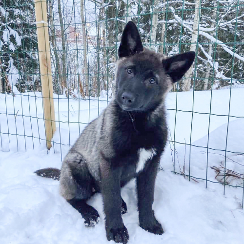 Nordic Wolfdogs Jellicent