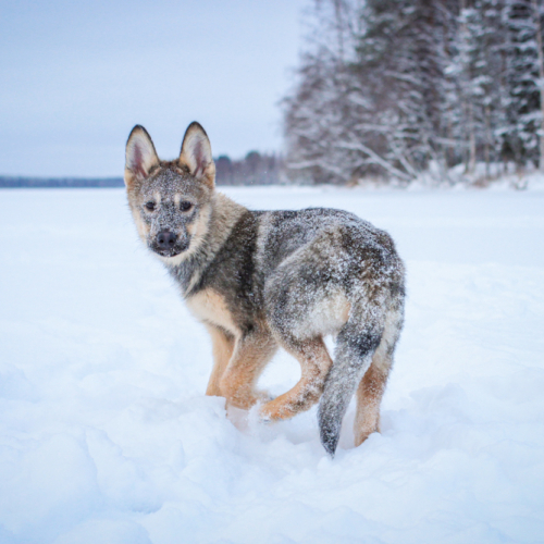 Nordic Wolfdogs Jerome