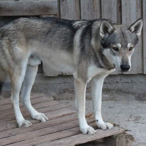 Nordic Wolfdogs Jörö