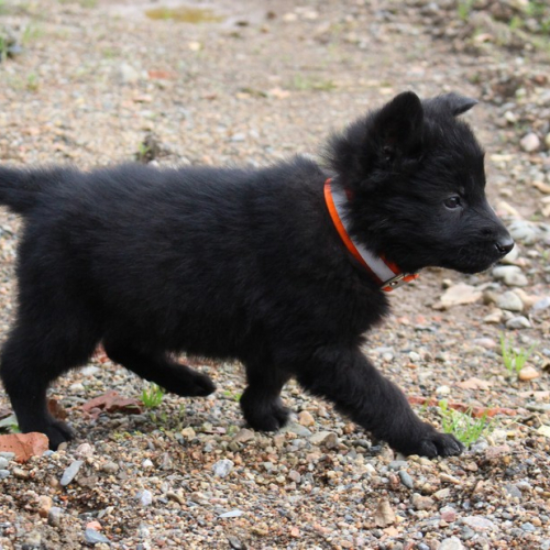 Nordic Wolfdogs Jolanda