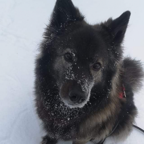 Nordic Wolfdogs Jolene