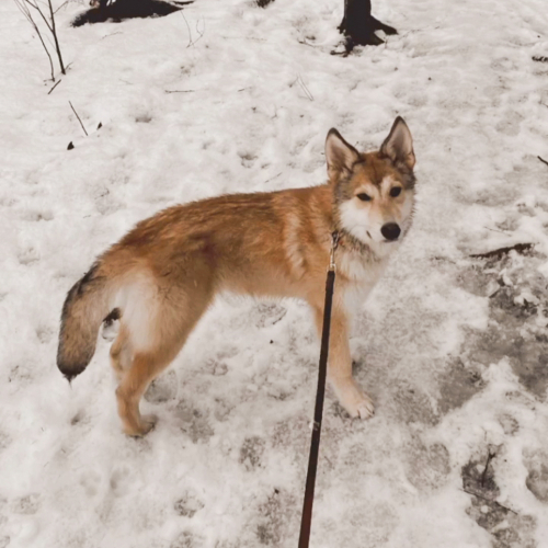 Nordic Wolfdogs Joltik