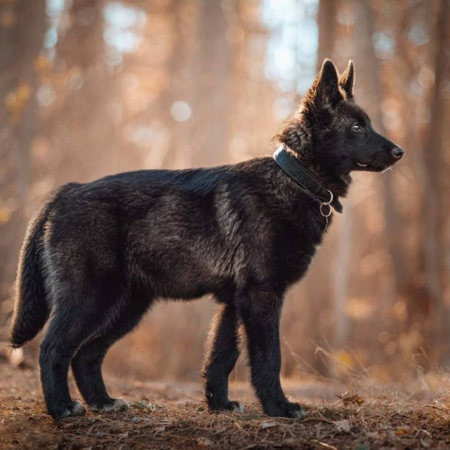 Nordic Wolfdogs Jumpluff