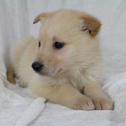 Nordic Wolfdogs Lakota