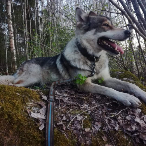 Nordic Wolfdogs Lobo